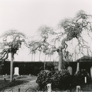 7-146 Sophora Japonica Pendula bomen (honingbomen) op de oude begraafplaats aan de Biezelingsestraat te Kapelle. In ...