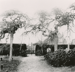 7-147 Sophora Japonica Pendula bomen (honingbomen) op de oude begraafplaats aan de Biezelingsestraat te Kapelle. In ...