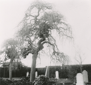 7-148 Sophora Japonica Pendula bomen (honingbomen) op de oude begraafplaats aan de Biezelingsestraat te Kapelle. In ...