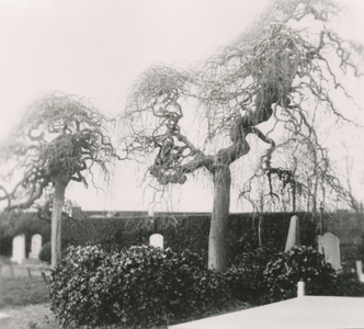 7-149 Sophora Japonica Pendula bomen (honingbomen) op de oude begraafplaats aan de Biezelingsestraat te Kapelle. In ...