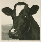 184-4 Een koe zonder horens is een genot voor de koe zelf én voor de boer (Brabant)
