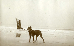 A-7224 Schouwen-Duiveland. De hond Pinto op het strand
