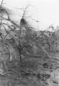 B-0508 Bruinisse. Stro achtergebleven in de fruitbomen na de ramp van 1953.