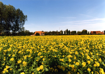 B-1058 Bruinisse. Molenweg. Een veld met koolzaad aan de Molenweg. Daarachter zie je de bebouwing van de Meekrapstraat