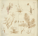 BB-3700-003 Illustratie uit Natuurkundige uitspanningen behelzende eenige waarnemingen, over sommige zee-planten en ...