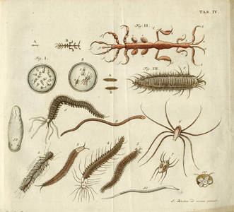 BB-3700-005 Illustratie uit Natuurkundige uitspanningen behelzende eenige waarnemingen, over sommige zee-planten en ...