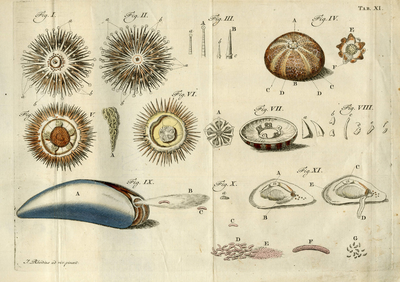 BB-3700-014 Illustratie uit Natuurkundige uitspanningen behelzende eenige waarnemingen, over sommige zee-planten en ...