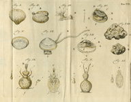 BB-3700-029 Illustratie uit Natuurkundige uitspanningen behelzende eenige waarnemingen, over sommige zee-planten en ...