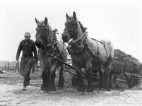 BRO-0949 Zonnemaire. Noord Bosweg. Stoffel v/d Velde op zijn boerderij trekt met zijn paarden een kar mest uit de mestput