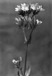 BRW-1067 Grevelingen. Stampersplaat. Centaurium Erythraea minus. Duizendguldenkruid.