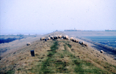 DIA-12258 Kijkuit. Oude zeedijk met schapen.