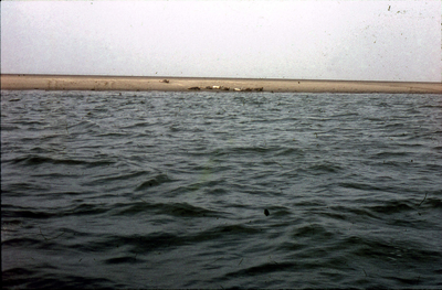 DIA-2530 Zierikzee. Zandplaat met zeehonden in de Oosterschelde.
