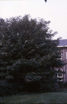 DIA-2789 Zierikzee. Kaukasische Vleugelnoot, boom in de tuin van de Rijksscholengemeenschap Prof. Zeeman aan de ...