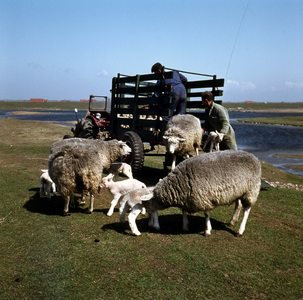 DIA-3032 Kerkwerve. Inlaagdijk bij Flaauwersinlaag. De schapen worden naar de wei gebracht.