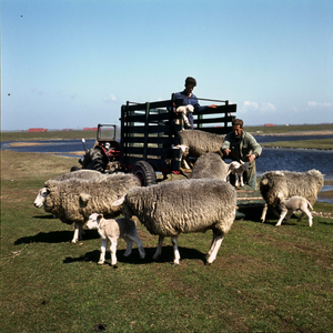 DIA-3033 Kerkwerve. Inlaagdijk bij Flaauwersinlaag. De schapen worden naar de wei gebracht.