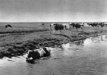 KWV-0061 Kerkwerve. De koeien zoeken verkoeling in het water tijdens een hete zomer.