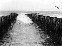 KZN-0435 Westerschouwen. Paalhoofden in zee met meeuwen.