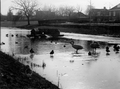 KZN-1886 Zierikzee. Grachtweg. Zwanen en eenden in de zoete gracht, die deels is dichtgevroren.