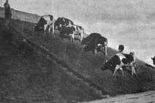 M-0239 Scharendijke. Grazende koeien langs de dijk. Linksboven : de koeienwachter.