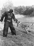 SGP-0328 Schouwen-Duiveland. Politiehondentraining. Chris Schot in actie als pakwerker met een scherpe hond.