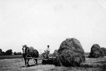 SGP-0586 Zierikzee. Oude Polderdijk. N. de Krijger, paardenknecht, aan het werk bij Van Westen.