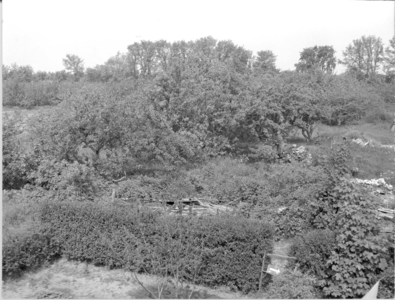 W-0067-4 Renesse. Gedeelte van de boomgaard 'Fasol' gelegen tussen Hogezoom en Zeeanemoonweg. Het terrein werd in 1975 ...