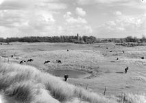 W-0497 Burgh Haamstede. Zeepeduinen, direct achter de Zandstraat. Vóór 1960 werd nog vee in de duinen geweid. Boer ...