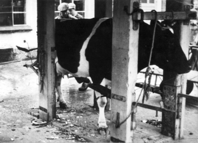 W-0610 Haamstede. Hoek Ring-Ooststraat / Ring (Dal). Travalje van smederij Piet Kloet. Incidenteel werden koeien zo ...