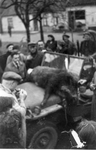 W-1047 Burgh. Burghsering. Er werd in 1947 een wild zwijn afgeschoten in het duin/bos gebied door 'boswachter' Nico ...