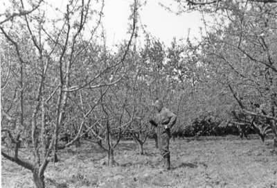 W-1610 Omgeving Burgh-Haamstede. Een fruitteler neemt de toestand van zijn boomgaard op. De behoorlijke fruitteelt in ...