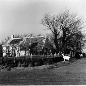 W-1855 Renesse Luieweg Het veel gefotografeerde huisje op de Oosterenbanpolder bewoond door genaraties der ...