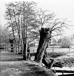 W-1858 Renesse Fraai landschap op de oosterbanpolder die in de 50er jaren nog incidenteel voor veeteelt werd gebruikt.