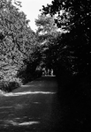 W-1864 Renesse Scholderlaan Boomrijke weg waar een foto maken met voldoende licht niet eenvoudig is.