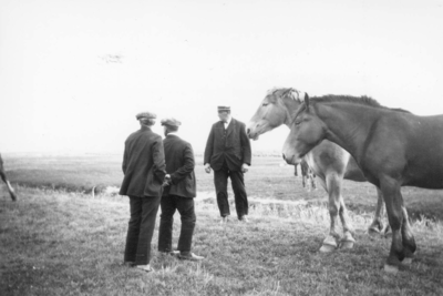 W-2140 Serooskerke. Prunjegebied Boeren in de paardenweide. Met strohoed is de bekende A.P. van der Weijde, landbouwer ...