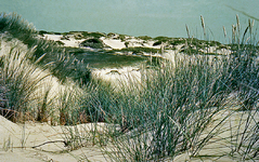 X-2275 Haamstede. In de duinen