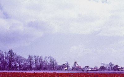 X-2308 Burgh. Bollenvelden; op de achtergrond de molen.