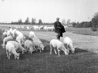 X-5066 Zonnemaire. Stapelsweg. Schaapherder van den Bossche met zijn kudde op het erf bij de boerderij van F. v.d. Bout