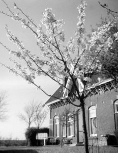 X-5071 Zonnemaire. Stapelsweg. De voorzijde van het woonhuis van de boerderij Stapelsweg van F. v.d. Bout