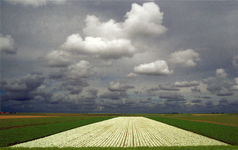 X-5578 Zonnemaire. Zonnemairsedijk. Veld met Alyssum