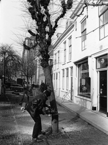 ZS-1401 Zierikzee. Poststraat. Omzagen bomen door de plantsoenendienst. Man met touw: Hans Pannekoek (gemeenteambtenaar ...