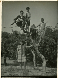 A-13222 Haamstede. Kinderen in een boom. Uiterst rechts: Maatje Lena Elisabeth Moeilijker