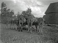 O-0174 Kerkwerve. Paarden van J. der Weduwen, boerderij Oosthoeve .