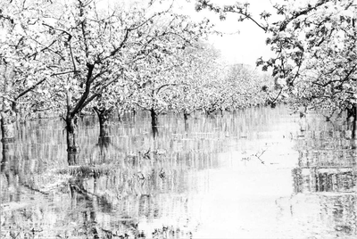 O-1110 Zierikzee. Bloeiende fruitbomen in het zoute water, waarschijnlijk in de boomgaard van Maarten Berrevoets in de ...