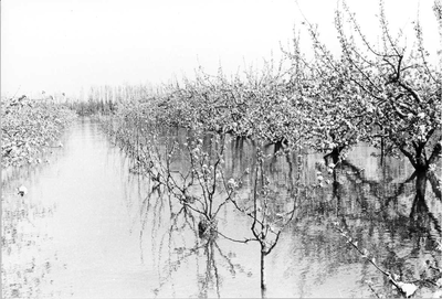 O-1112 Zierikzee. Bloeiende fruitbomen in het zoute water, waarschijnlijk in de boomgaard van Maarten Berrevoets in de ...