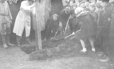 O-3434 Zierikzee. Planten Koningslinde in het Havenpark op donderdag 2 december 1954. De eerste door de Stichting Nieuw ...