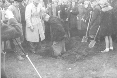 O-3435 Zierikzee. Planten Koningslinde in het Havenpark op donderdag 2 december 1954.
