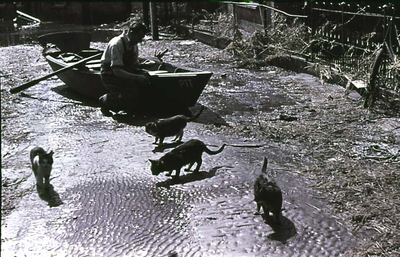 RK-1658 Kerkwerve. Watersnoodramp 1953. Ring. Katten zoeken het droge.