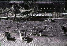 RK-1663 Kerkwerve. Watersnoodramp 1953. Ring. Katten zoeken het droge.