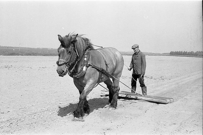 BE-0007 Zonnemaire. Stoffel van de Velde bewerkt het land met een van zijn Belgische trekpaarden.
