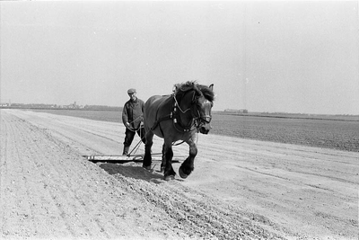 BE-0008 Zonnemaire. Stoffel van de Velde bewerkt het land met een van zijn Belgische trekpaarden.